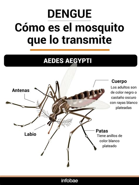 Récord De Casos De Dengue En América Latina En 2024 Cuál Es La Situación Y Qué Prevén Los