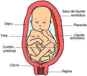 Desarrollo Del Feto A Los Siete Meses De Embarazo Semanas A