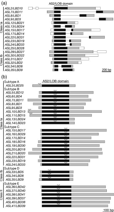 Schematic Representations Of Asl Lbd Genes A The Exon Intron Download Scientific Diagram