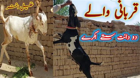 Ki Qurbani Dant Khasi Sasty Bakray Qurbani Wale Sasty Dant