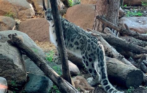 Endangered snow leopard dies at Great Plains Zoo, COVID suspected ...