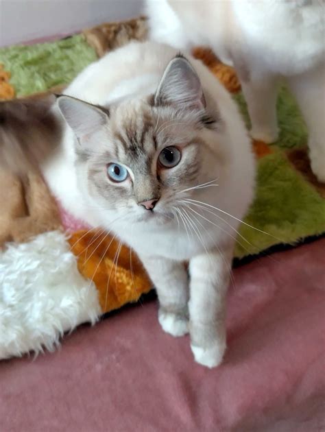 Roczna Kotka Ragdoll Wroc Aw Psie Pole Olx Pl