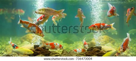 Carp Aquarium Stock Photo (Edit Now) 736473004