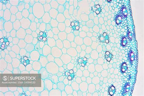 Monocot Stem Triticum Sp Showing Epidermis Collenchyma Parenchyma