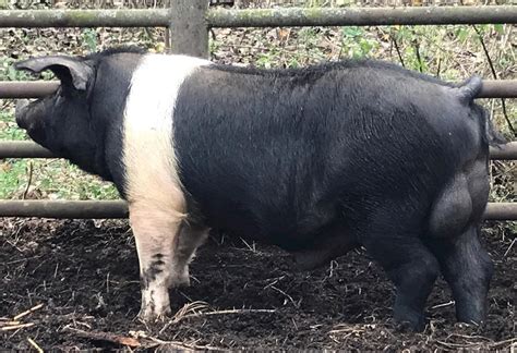 Bazna Pig | Local Pork From Bazna, Romania
