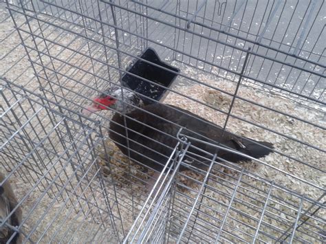 Chocolate Muscovy Backyard Chickens Learn How To Raise Chickens