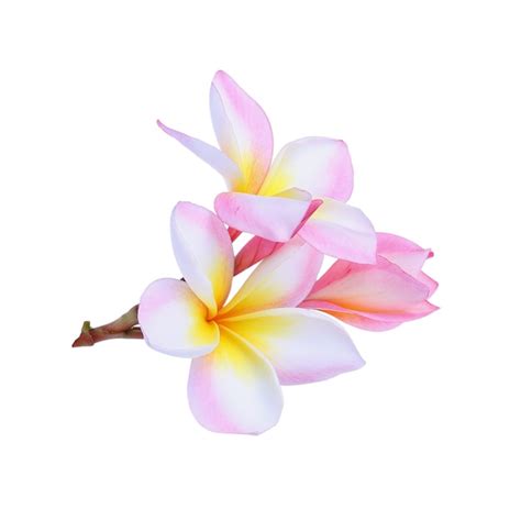 Flor De Frangipani Aislado Sobre Fondo Blanco Foto Premium