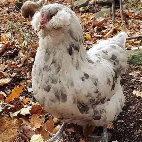 Ameraucana Chicken Tendig