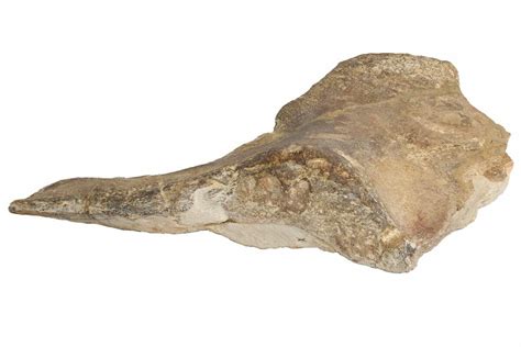 27 2 Fossil Plesiosaur Paddle And Coracoid Asfla Morocco 199983 For Sale