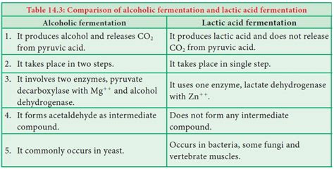 Lactic Acid Fermentation And Alcoholic Fermentation