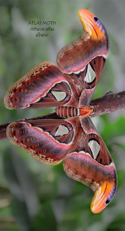 Pin by eggs on AWESOME BUTTERFLIES & MOTHS | Beautiful butterfly ...