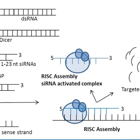 Mechanism of RNA interference. Different entry points for RNA-based ...