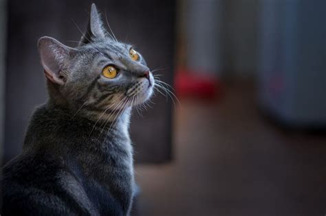 Come Proteggere Il Nostro Gatto Dalla Leishmaniosi Italianway