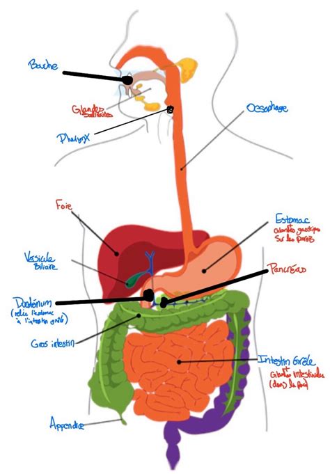 Sch Ma Syst Me Digestif Le Cheminement De La Nourriture