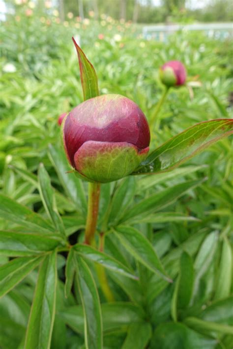 Peony Red Grace Early Green Works Specialist In Peonies