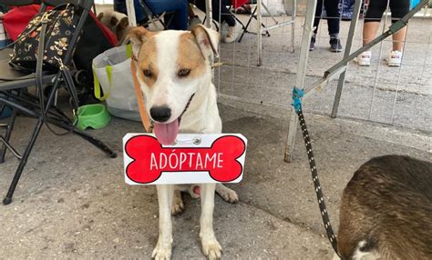 Realizarán Festival de la Adopción Canina en Alameda de SLP Noticias