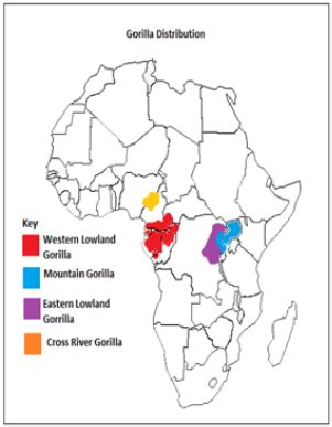 Get to Know the Eastern Lowland Gorilla - Save the Eastern Lowland Gorilla