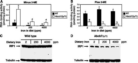 Liver Specific Knockout Of Abcb Leads To Iron Dependent Regulation Of