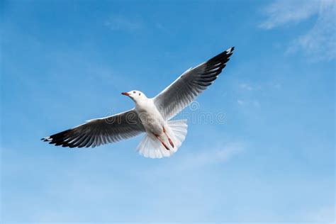 Beautiful Seagulls Flying In Pink Sky And Sun Rise Above Sea Waves On