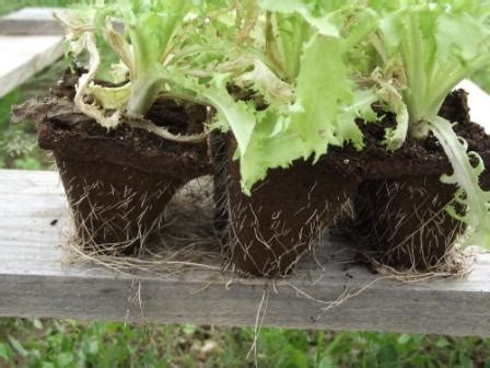 Cómo hacer semilleros biodegradables Un huerto en mi balcón