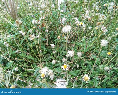 Wild Growing Coat Buttons Tridax Procumbens Plant Stock Image Image Of Closeup Natural