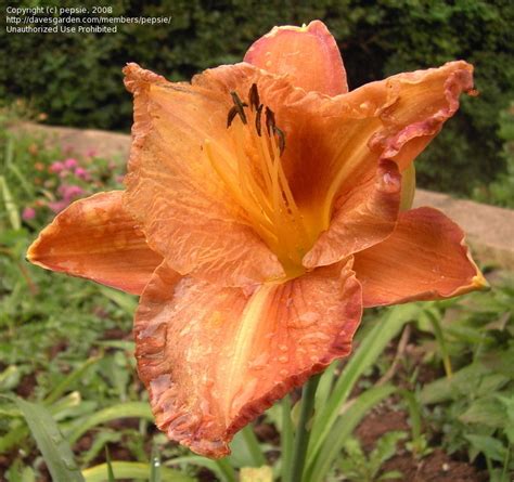 Plantfiles Pictures Daylily Silkwood Hemerocallis By Pepsie