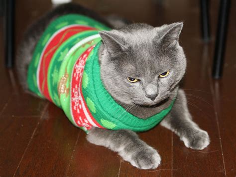 Cats Wearing Sweaters