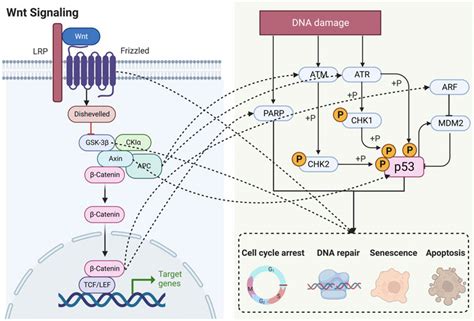 Frontiers Crosstalk Between Wnt Catenin Signaling Pathway And Dna