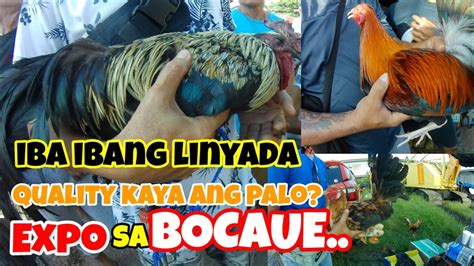 Expo Sa Bocaue Ibat Ibang Presyo Ng Mga Seller Mga Quality Kaya