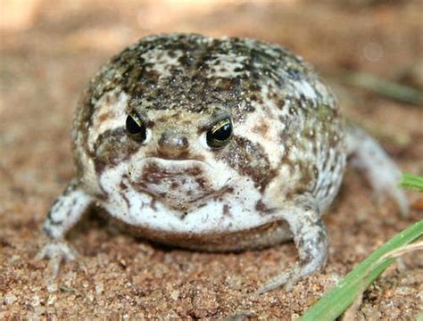 An angry looking common rain frog : r/aww