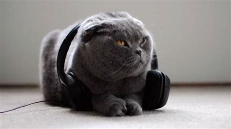 Have you ever heard of Music for Cats?