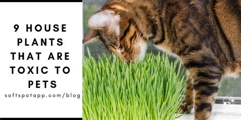 9 Houseplants That Are Toxic To Pets Softspot®