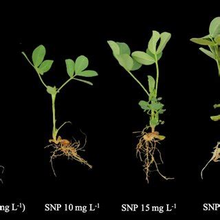 Effect Of Seed Priming With Sodium Nitroprusside Snp On Seedling