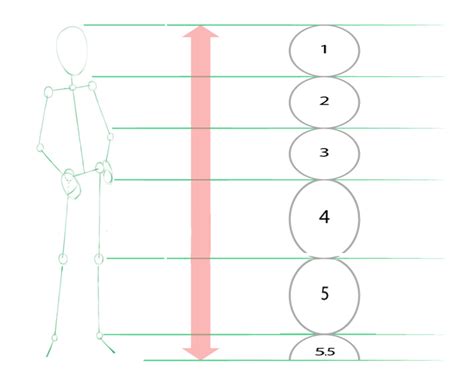 How To Draw Anime Male Body Proportions