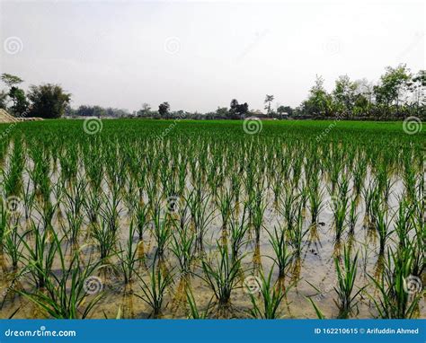 Well Irrigated Paddy Cultivation In Assam India Stock Image Image Of