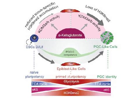 Metabolic Regulation Of Pluripotency And Germ Cell Fate Through