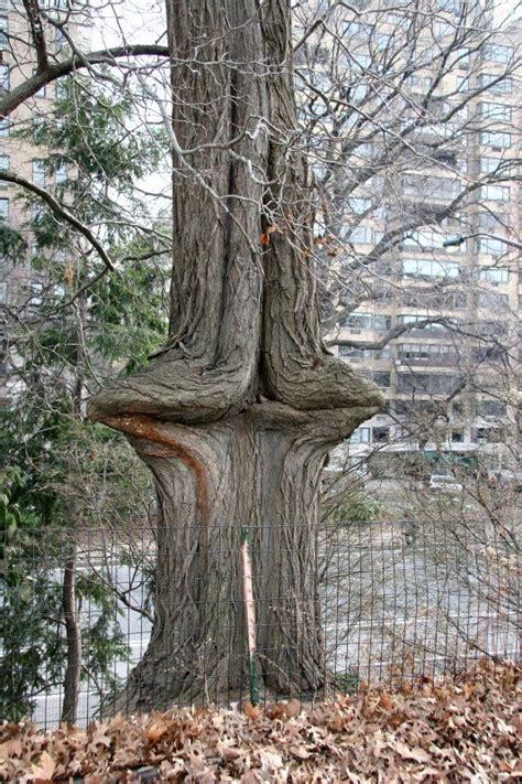 Unusual Red Oak Tree Trunk By The Reservoir By Hubert Steed Weird