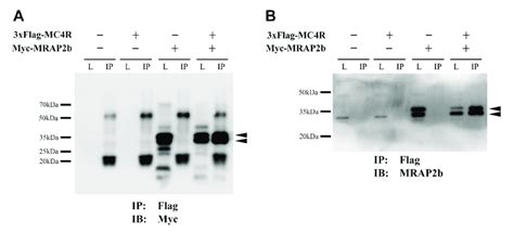 Interaction Between Tilapia Mrap2b And Mc4r Co Ip Assays Show The Download Scientific Diagram