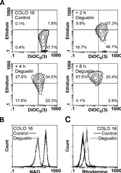 Deguelin Promotes Mpt In Colo Cells Colo Cells A Were Exposed