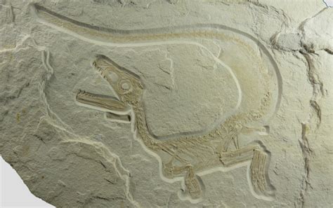 New Feathered Theropod Dinosaur Found in Germany | Grasscity Forums