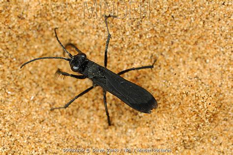 Minden Pictures Pompilid Wasp Pompilidae Digging Hole In Sand To