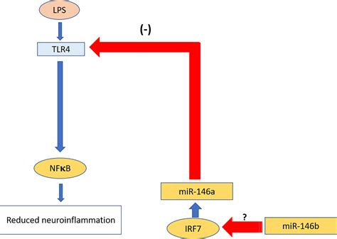 Frontiers Paradoxical Attenuation Of Neuroinflammatory Response Upon