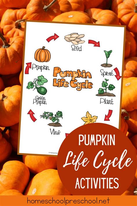 Pumpkin Life Cycle Worksheet For Preschool And Homeschool Free Printable