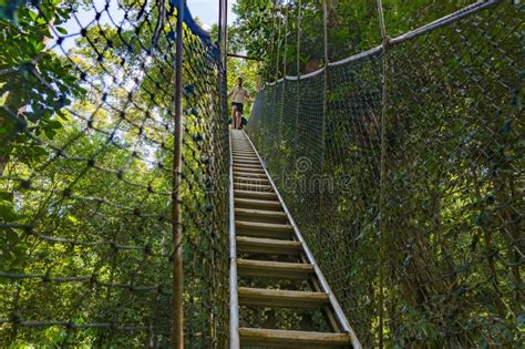 Tourists Enjoying Canopy Walkway In Taman Negara National Park S Green