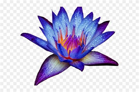 Blue Water Lily Png Transparent Png 640x480 1598462 PngFind