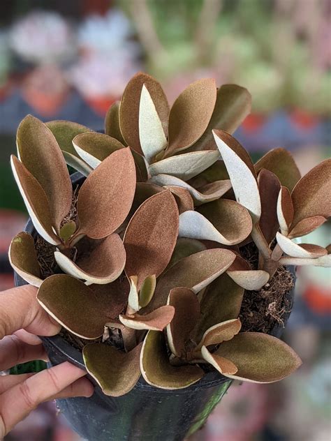 Kalanchoe Orgyaliscopper Spoons Succulents 1 Gallon Pot Drought Tolerant Brown Succulent