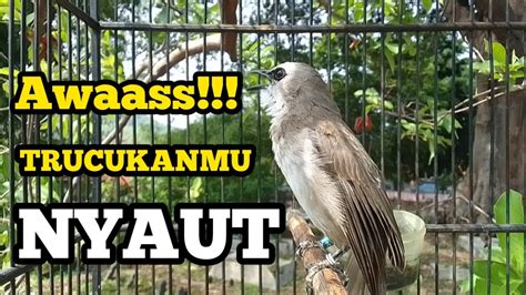 Suara Trucukan Gacor Memanggil Lawan Ini Ampuh Buat Pancingan Agar