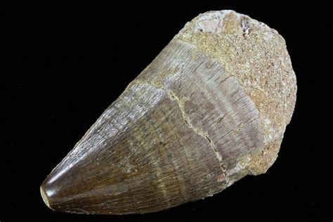 2 Mosasaur Prognathodon Tooth 79847 For Sale FossilEra