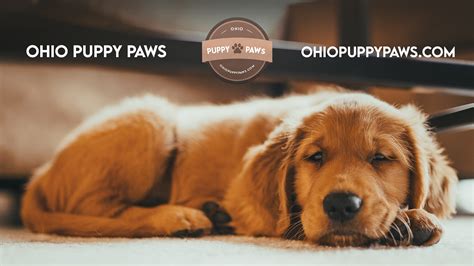 Buy Puppies in Ohio | Ohio Puppy Paws