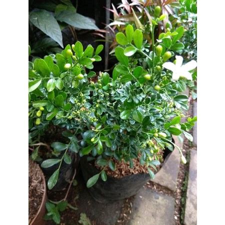 Jual Bibit Tanaman Bahan Bonsai Boxus Asem Longhangsung Penitian Meme